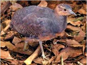 Yellow-legged tinamou